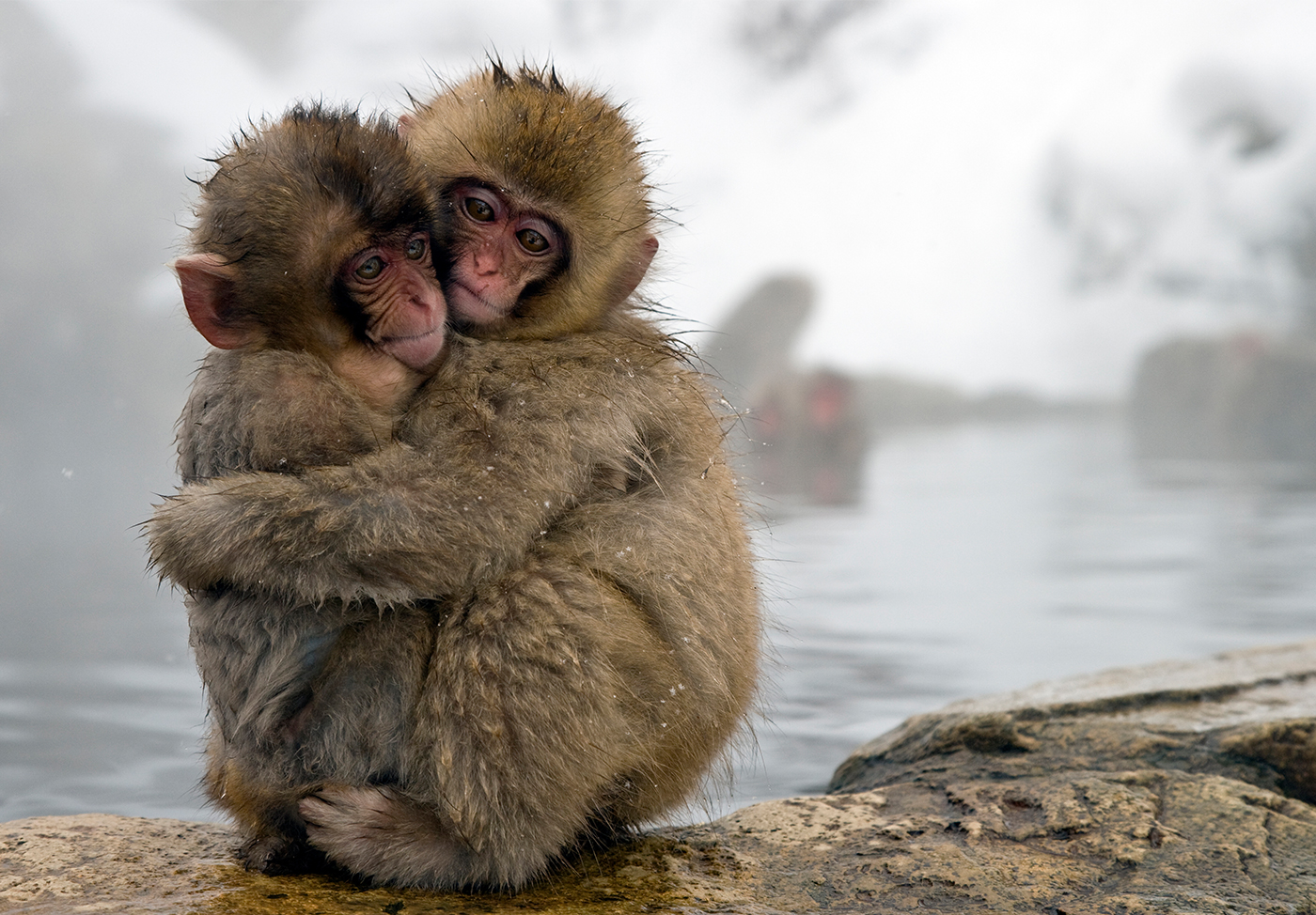 Jigokudani-Monkey-Park-IMG-3-TESTO