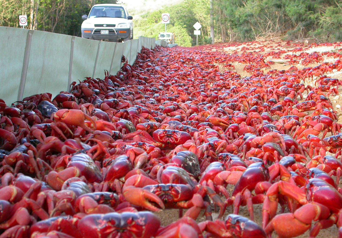 Red-Crabs-Christmas-Island-4-IMG-TESTO