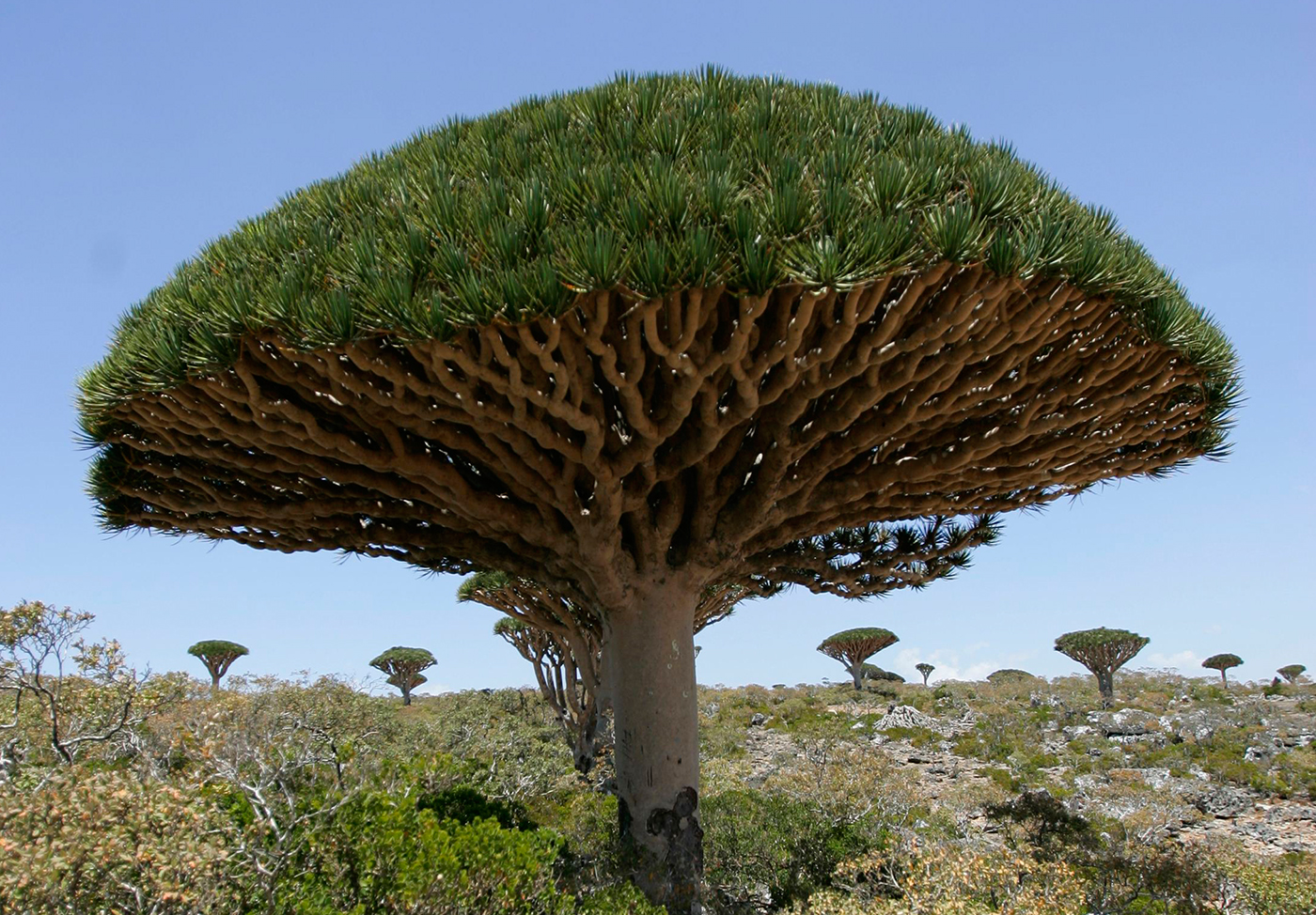 Mybestplace Dragon S Blood Tree The Millennial Tree Of Socotra Island