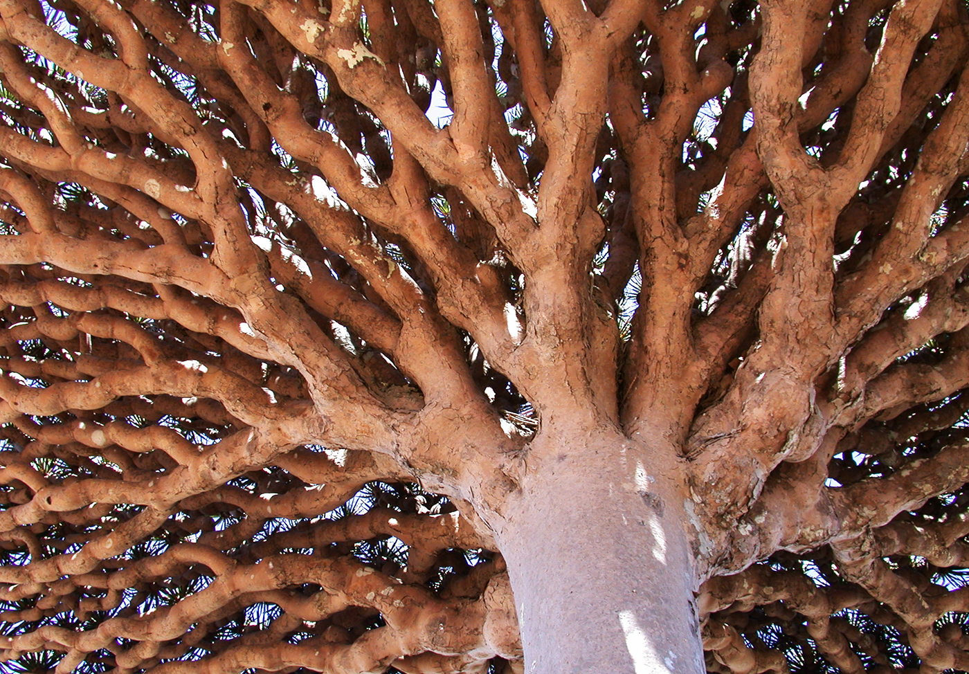 MyBestPlace - Dragon's blood tree, l'albero millenario dell'isola di Socotra