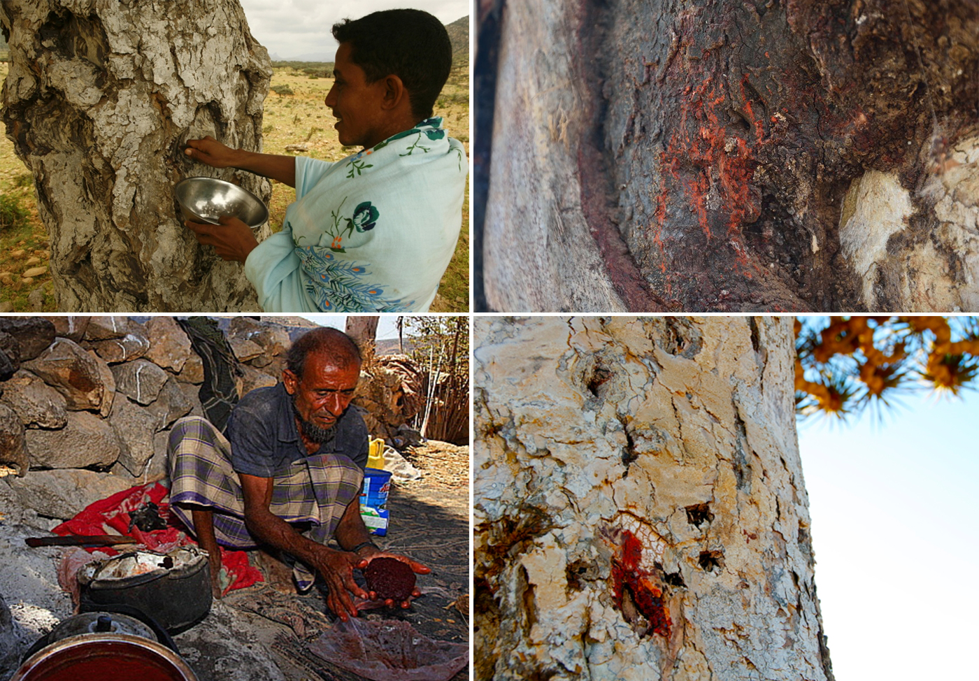 Mybestplace Dragon S Blood Tree The Millennial Tree Of Socotra Island