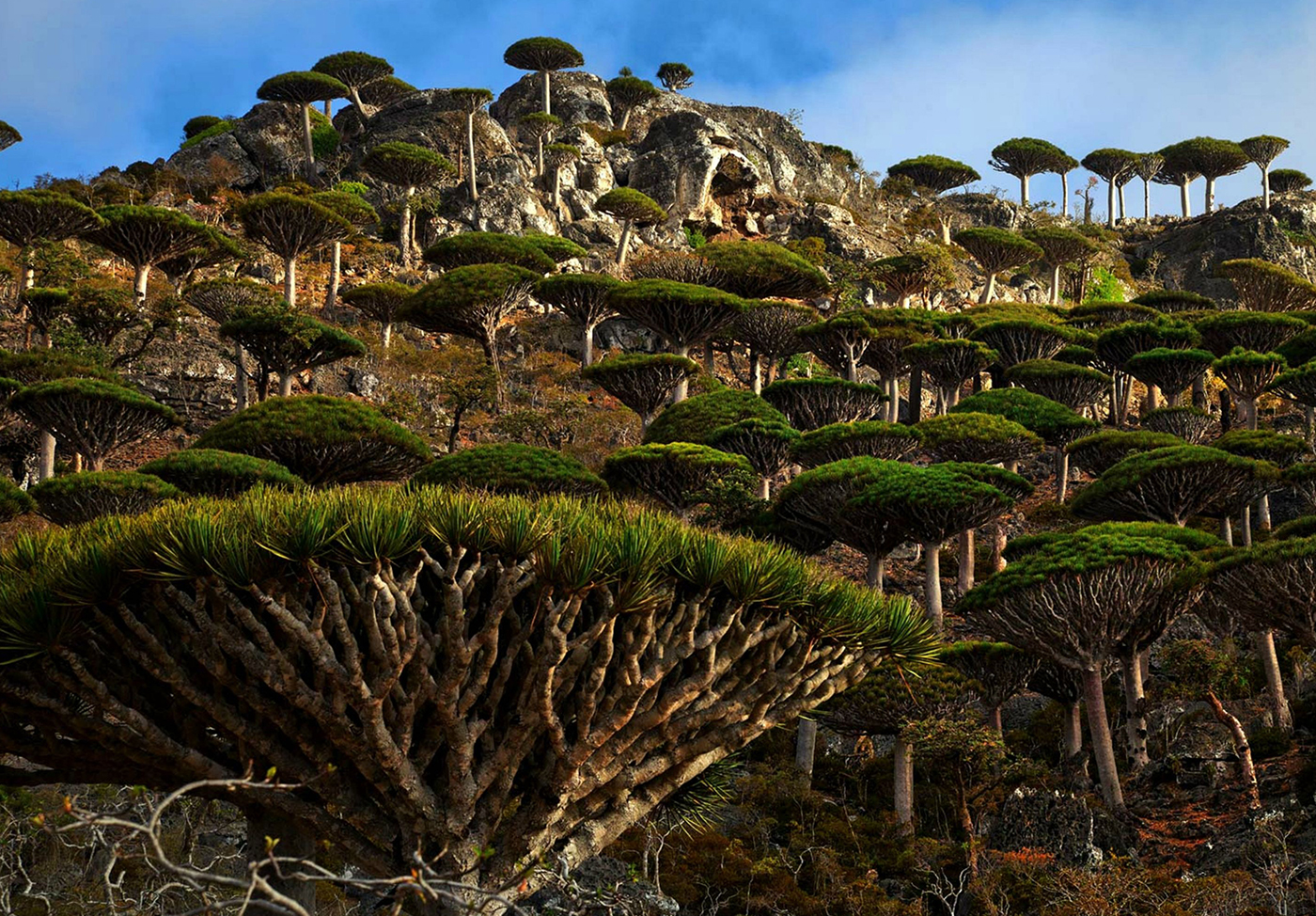 Dragon blood trees in Socotra