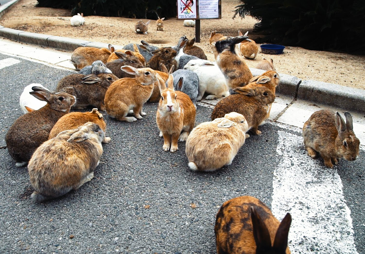 MyBestPlace - Aoshima, The Island Where Cats Rule