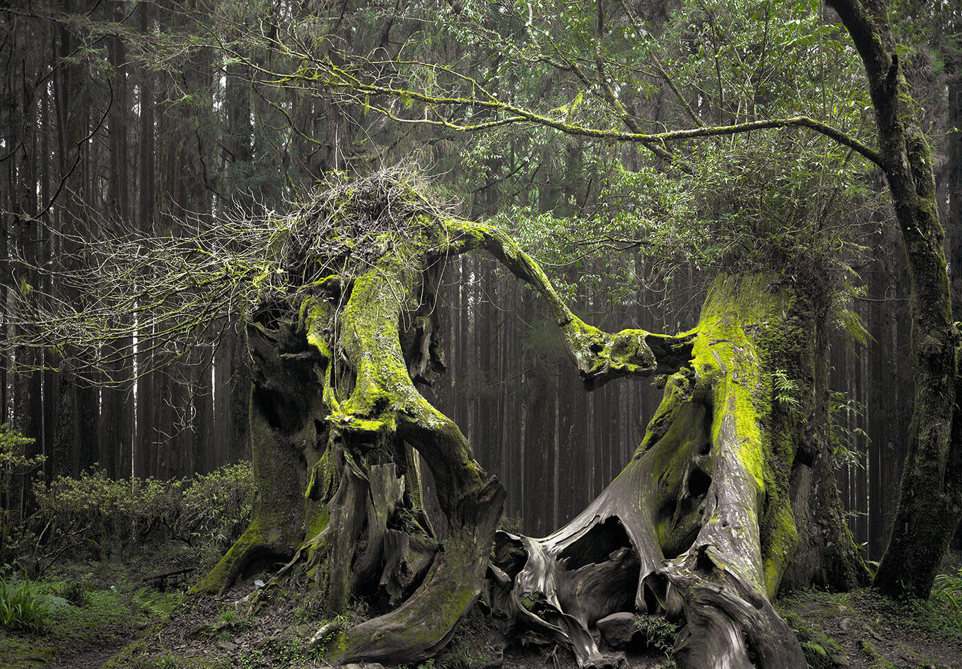 Mybestplace Hoia Baciu Haunted Forest Of Mystery In Transylvania