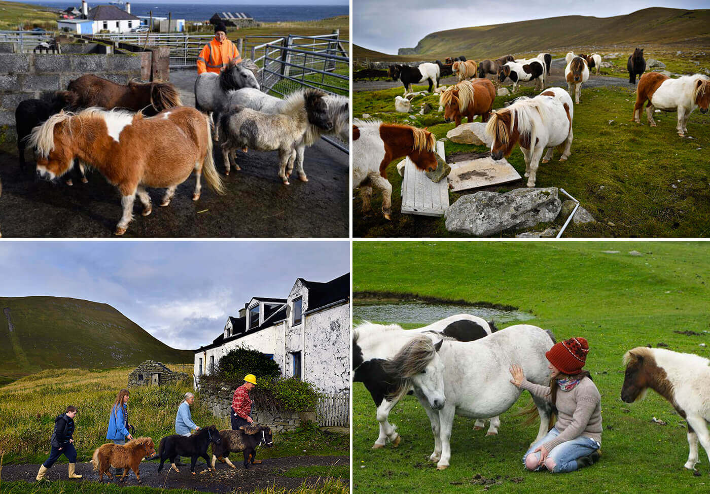 Foula, l'isola dove ci sono più mini pony che esseri umani