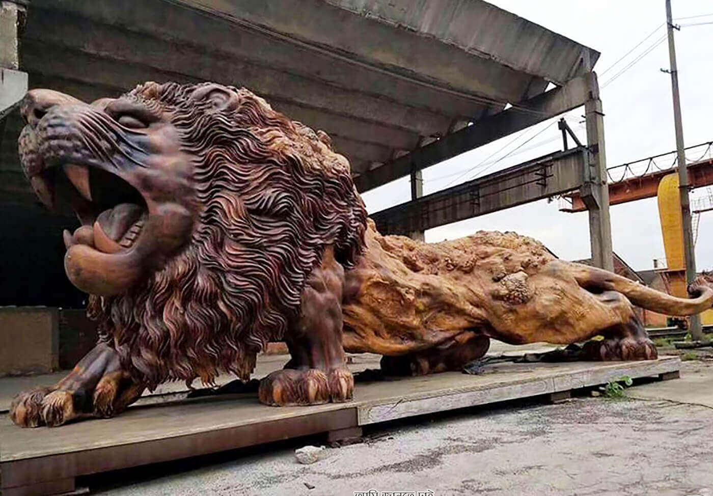 world largest lion ever recorded