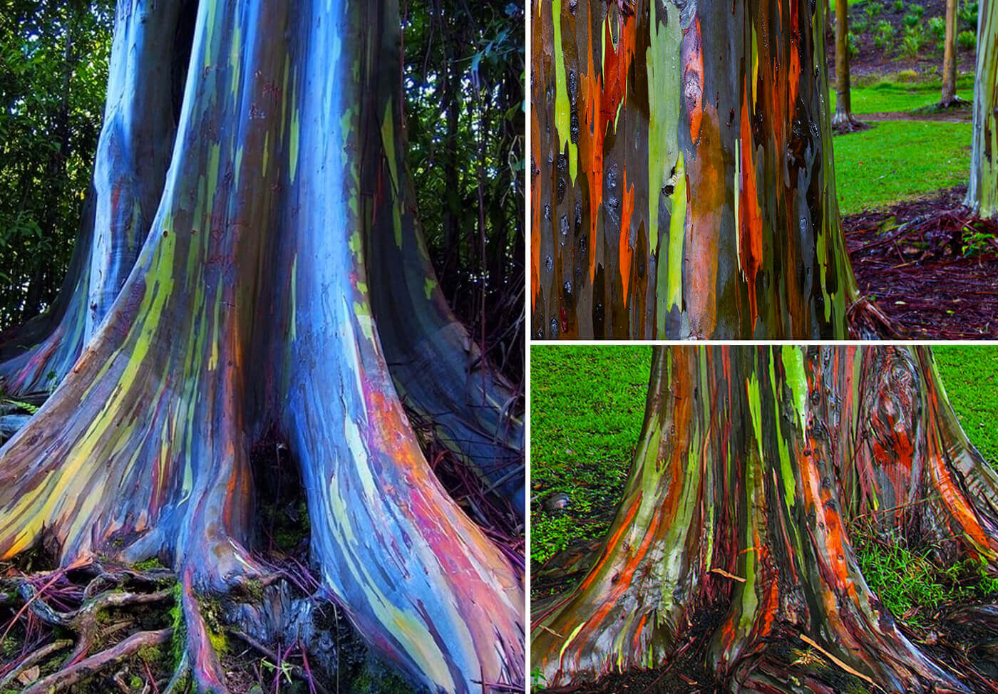 Rainbow-Eucalyptus-Trees-Hawaii