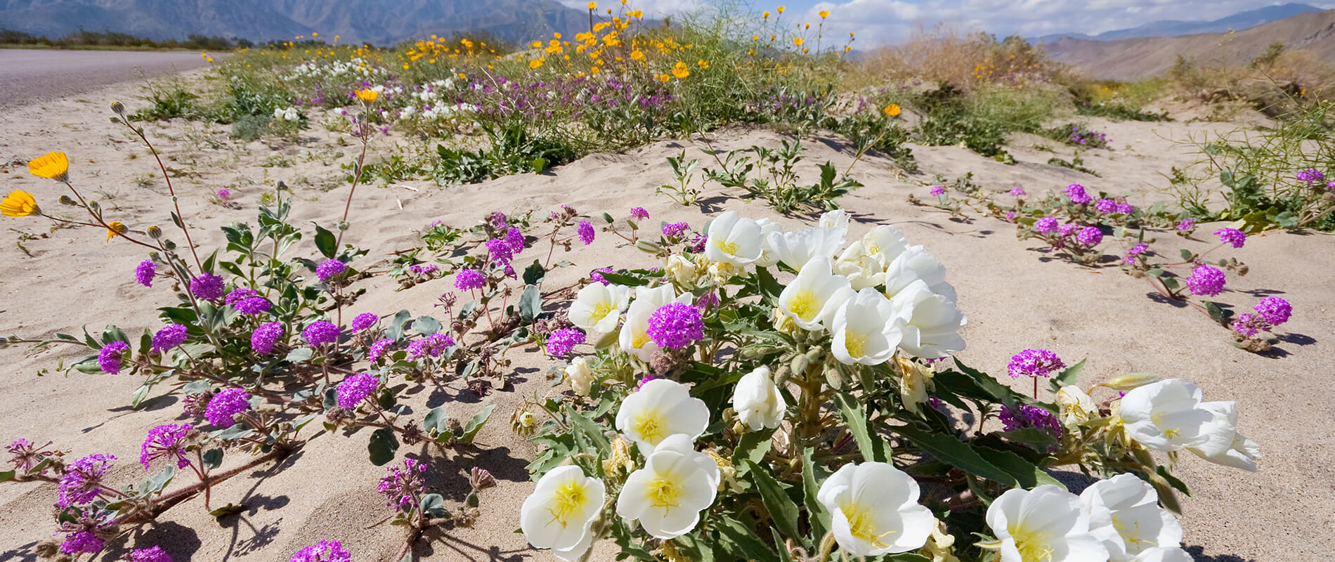 Anza-Borrego, the desert covered in a thousand colors
